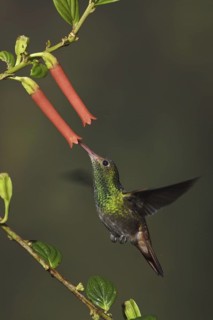 Rufous-tailed Hummingbird (Amazilia tzacatl), Ecuador