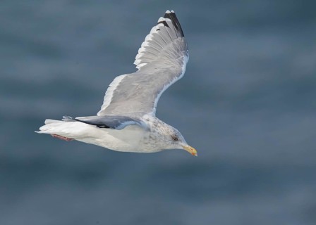 Vega Gull (Larus vegae) flying, South Korea