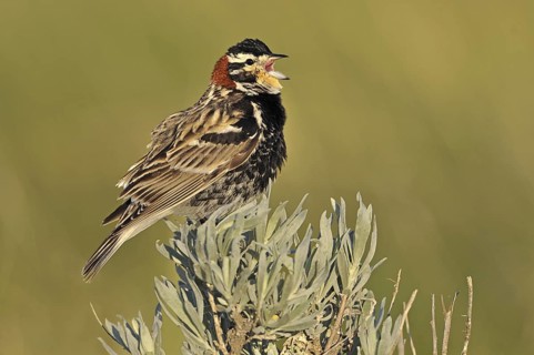 Chestnut-collared Longspur (Calcarius ornatus) singing, Canada