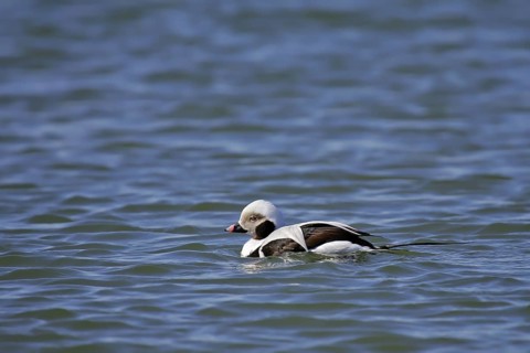 Long-tailed Duck (Clangula hyemalis) male, Mecklenburg-Western Pomerania, Germany