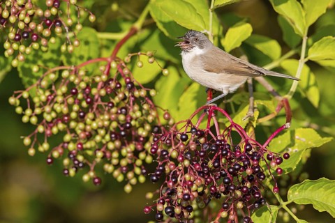 Warbler, (Sylvia curruca), animals, birds, warbler family, sits, tree, elderberries, biotope,