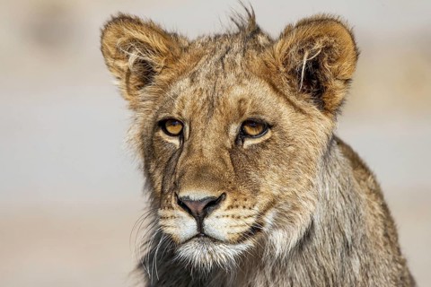 African lion. Young animal, portrait, (Panthera leo vernayi), South Africa
