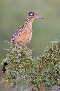 Greater Roadrunner (Geococcyx californianus) perched on a branch in southern Arizona, USA
