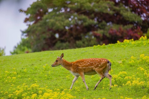 One female Manchurian sika deer or Dybowski's sika deer (Cervus nippon mantchuricus or Cervus