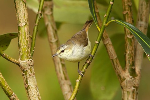 Chatham Gerygone (Gerygone albofrontata), Chatham Island, New Zealand