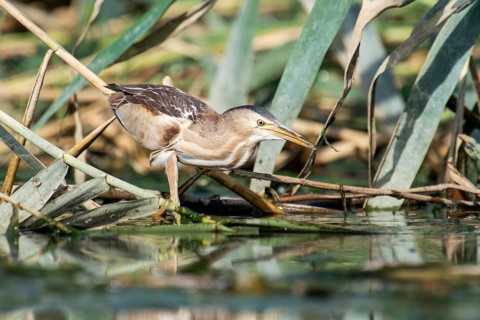 Little Bittern (Ixobrychus minutus) female, Eilat, Israel