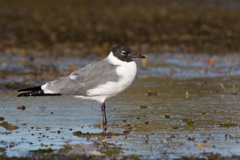 Laughing Gull (Leucophaeus atricilla) perched in mudflat, South Australia, Australia