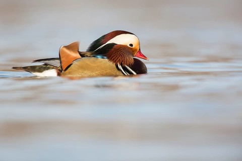 Mandarin Duck (Aix galericulata) male, Rhineland-Palatinate, Germany