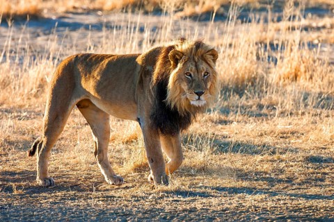African lion, (Panthera leo), male lion, Kalahari, South Africa