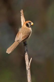 Spot-breasted Parrotbill (Paradoxornis guttaticollis), Chiang Mai, Thailand