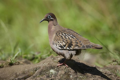 Galapagos Dove (Zenaida galapagoensis), Galapagos, Ecuador