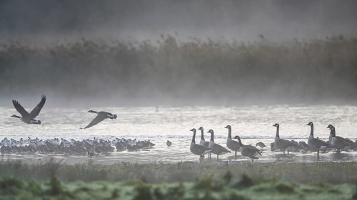 Canada Goose, Branta Canadensis, birds in flight over marshes