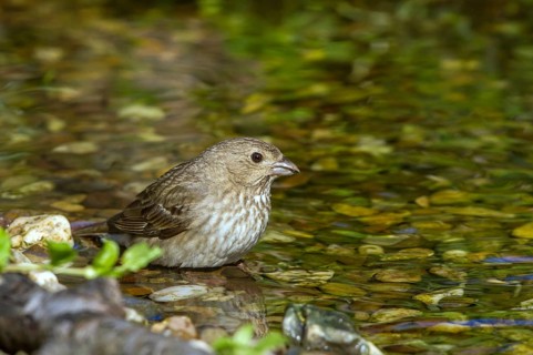 Common Rosefinch (Carpodacus erythrinus) in waterhole, Mecklenburg-Western Pomerania, Germany