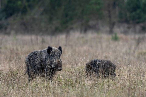 The wild boar (Sus scrofa) stops and pauses for a moment, while the young boar devotes itself to