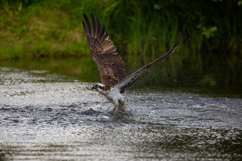 Western osprey (Pandion haliaetus) fishing, Finland