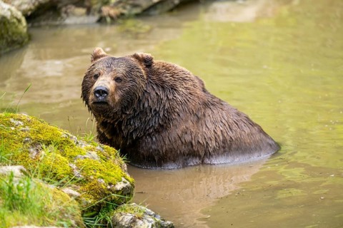 Eurasian brown bear (Ursus arctos arctos) in a little lake, Bavarian Forest, Bavaria, Germany