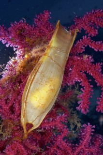 Large spotted catshark (egg capsule) (Scyliorhinus stellaris)