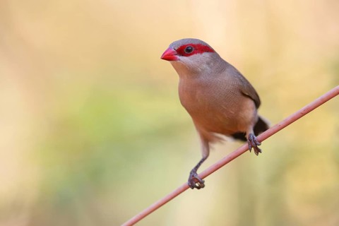 Black-rumped waxbill (Estrilda troglodytes), Grey Astrilda, family of the magnificent finches,