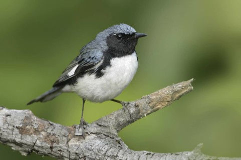 Black-throated Blue Warbler (Setophaga caerulescens) male, Texas, USA