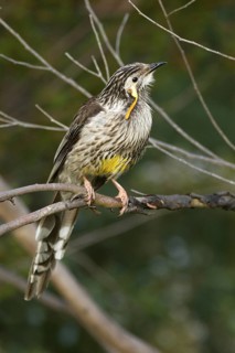 Yellow Wattlebird (Anthochaera paradoxa), Tasmania, Australia