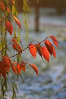 Late autumn, November, Germany