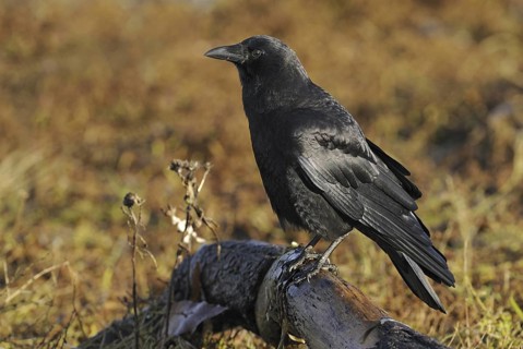 Northwestern Crow (Corvus caurinus), British Columbia, Canada