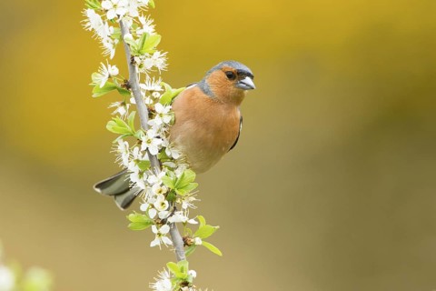 Common Chaffinch (Fringilla coelebs) male on a flowering branch, United Kingdom