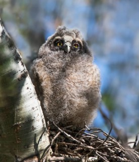 A Long-eared Owl chick, Asio otus, perched in Saskatoon, Saskatchewan