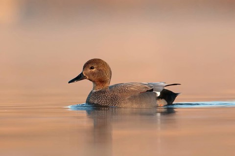 Gadwall (Mareca strepera) male, Utrecht, Netherlands