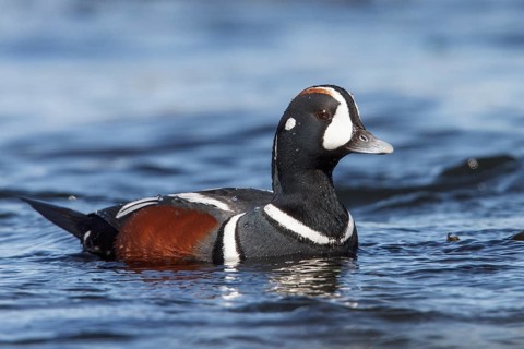 Harlequin Duck (Histrionicus histrionicus) in the ocean near Victoria, British Columbia, Canada