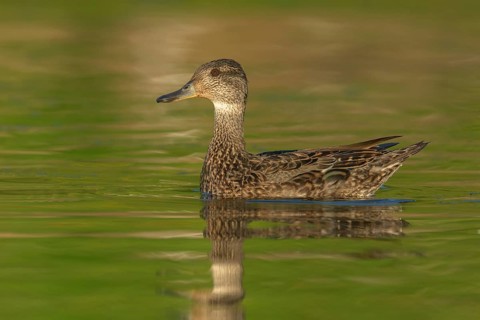 Eurasian Teal (Anas crecca) female, Iceland