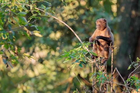 A young gelada (Theropithecus gelada), or bloodheart monkey, plays in a small tree in beautiful