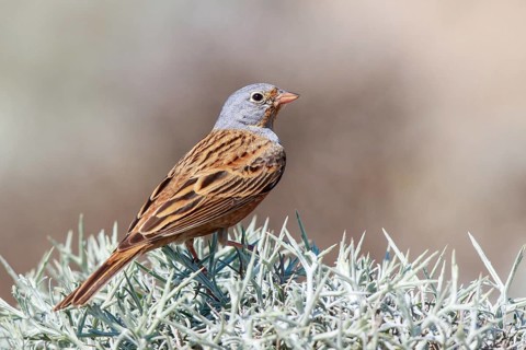 Cretzschmar's Bunting (Emberiza caesia) male, Lesvos, Greece