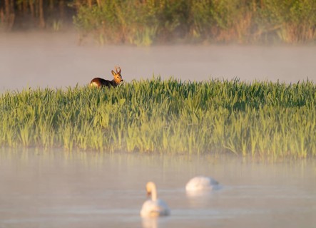 Roe deer (Capreolus capreolus), roebuck standing in a wet meadow, in a wetland biotope at a lake,
