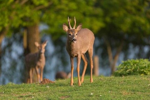 One male Roe Deer, Roe buck (Capreolus capreolus), running over a green meadow with some green