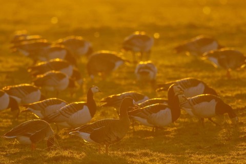 Greater White-fronted Goose (Anser albifrons) foraging, North Rhine-Westphalia, Germany