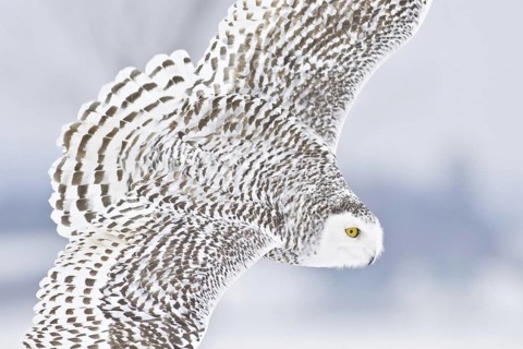Snowy Owl (Bubo scandiacus) flying, Ontario, Canada