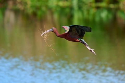 Glossy ibis, (Plegadis falcinellus), in flight over water, carrying branches in its beak, likely