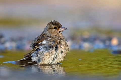 Chaffinch, (Fringilla coelebs), bathing in the water, Wadi Darbat, Salalah, Greece, Oman