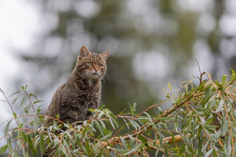 One European wildcat, Felis silvestris silvestris, sitting in a green weeping willow tree. Green