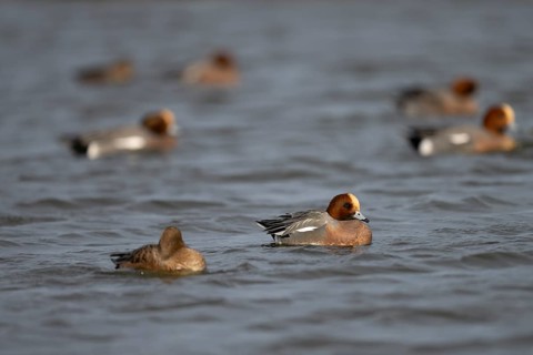 Bean goose, Bean goose (Anser fabalis), Texel, Netherlands