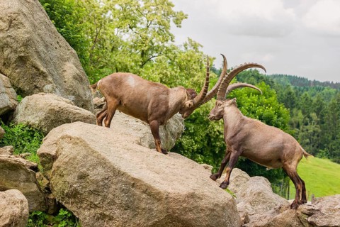 Two male ibex (Capra ibex) are standing on a rock and playfully fighting. A green forest can be