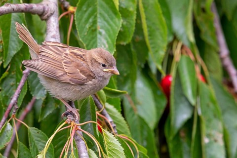 House sparrow, sparrows, (Passer domesticus), animals, birds, perch, Rhein-Pfalz-Kreis, Neuhofen,
