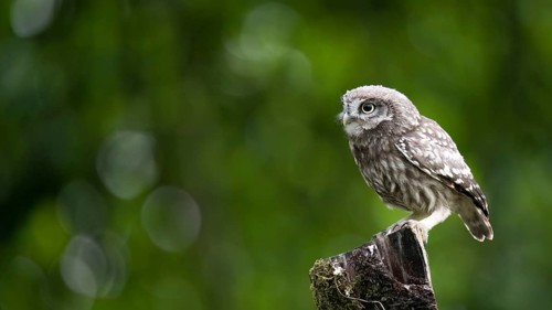A little owl (Athene noctua) sitting alone on an old willow pole in front of a soft green