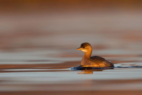 Little Grebe (Tachybaptus ruficollis), Utrecht, Netherlands
