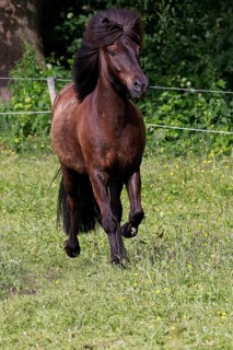 Icelandic horse (Equus islandicus), gelding trotting across meadow, Schleswig-Holstein, Germany