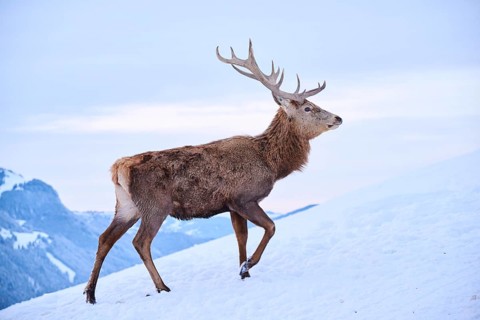 Red deer (Cervus elaphus) stag on a snowy meadow in the mountains in tirol, Kitzbühel, Wildpark