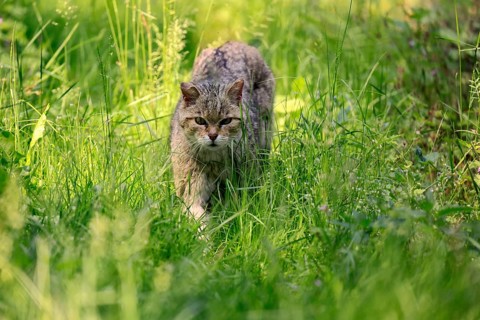 European wildcat (Felis silvestris), adult, meadow, stalking, foraging, alert, Germany