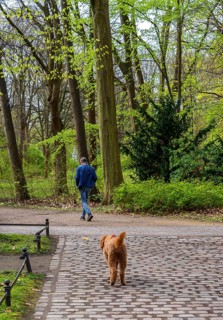 Walker with dog in the Großer Tiergarten, Berlin, Germany