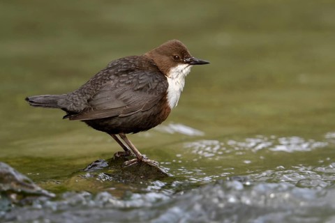 White-throated Dipper (Cinclus cinclus), North Rhine-Westphalia, Germany